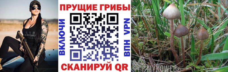Галлюциногенные грибы Psilocybine cubensis Красноармейск